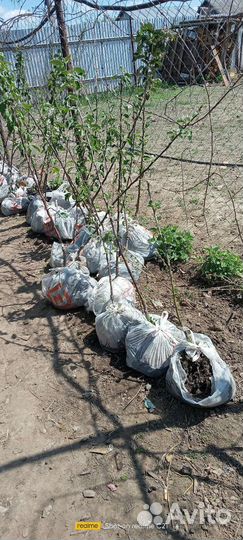 Саженцы яблони