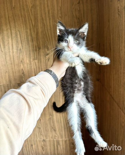 Котенок мальчик