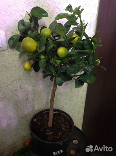 Кумкват Мейва, Обовата, Маргарита усыпан плодами и