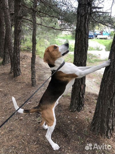 Русская пегая гончая,вязка