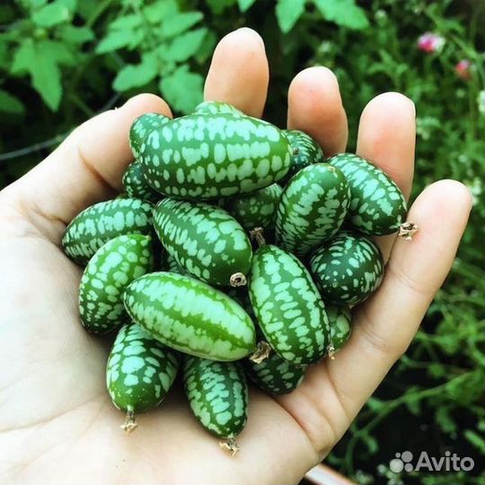 Мелотрия, плодовая лиана, семена