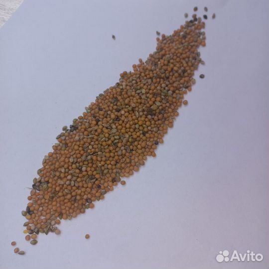 Семена горчицы