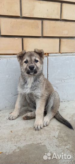 Щенок бесплатно