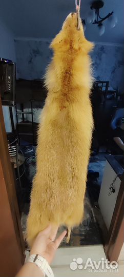 Шкура рыжей лисы
