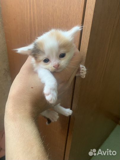 Котятки в добрые руки