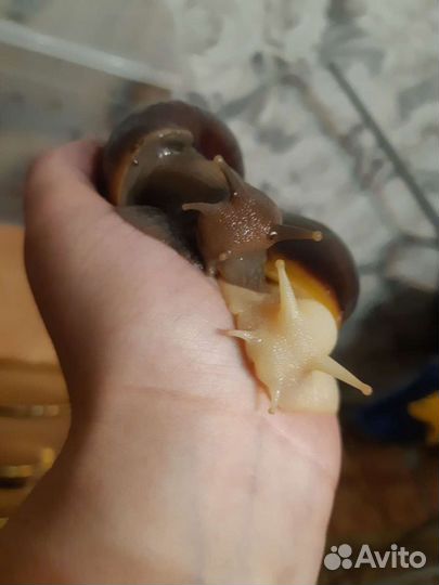 Улитки ахатины