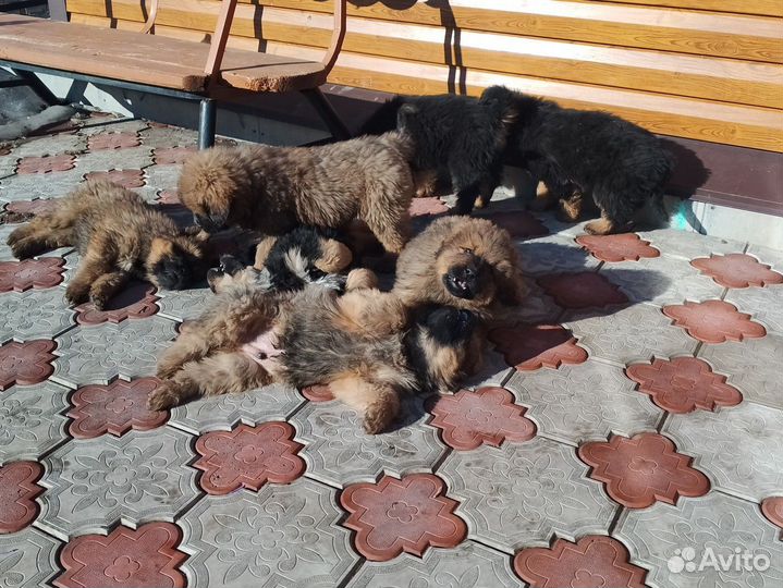 Тибетский мастиф щенки