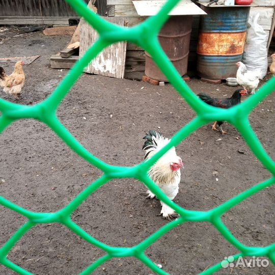 Петух Брама