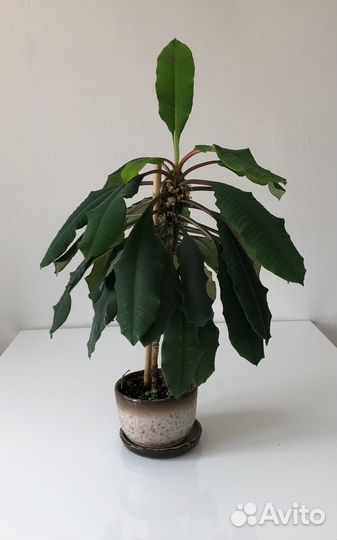 Молочай беложильчатый