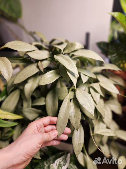 Хойя николсона нью гвинея ГОСТ