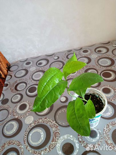 Гибискус крас. махров