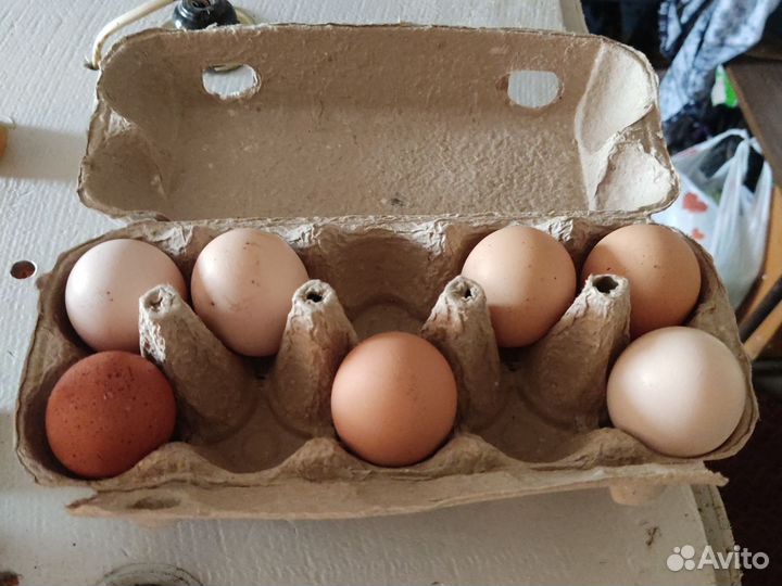 Яйцо для инкубации