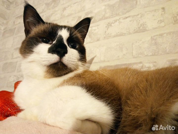 Фреда ищет дом