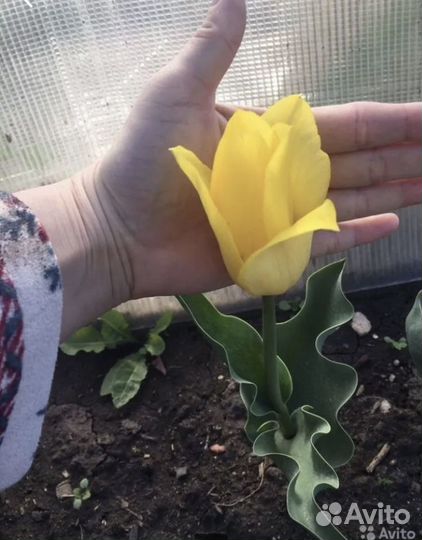 Тюльпаны(луковицы)