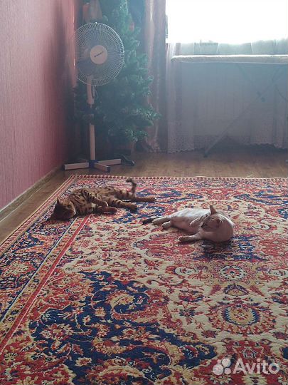 Бенгальский кот вязка