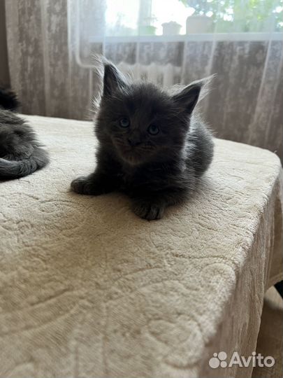 Котята мейн-кун