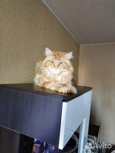 Вязка мейнкуны