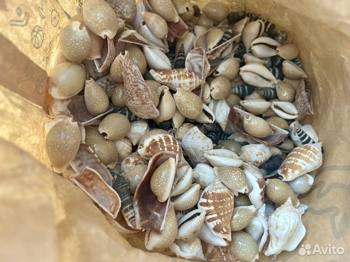 Морские ракушки большой пакет 2,85 кг