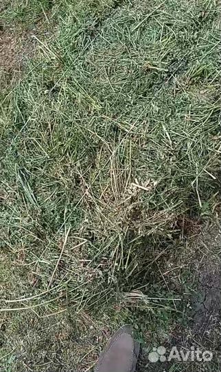 Сено,люцерна в тюках