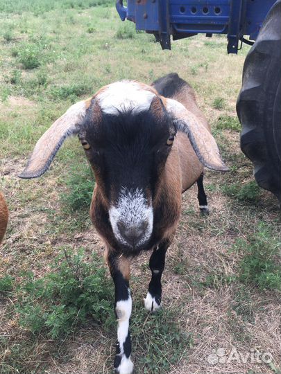 Козел альпийский