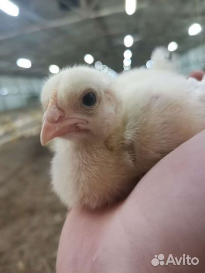 Ветеринарный врач выезд на дом