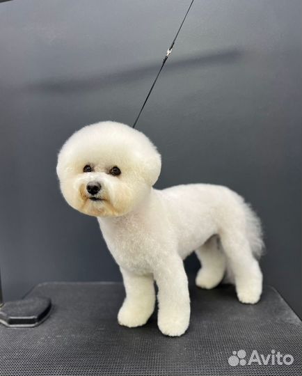 Стрижка собак и кошек