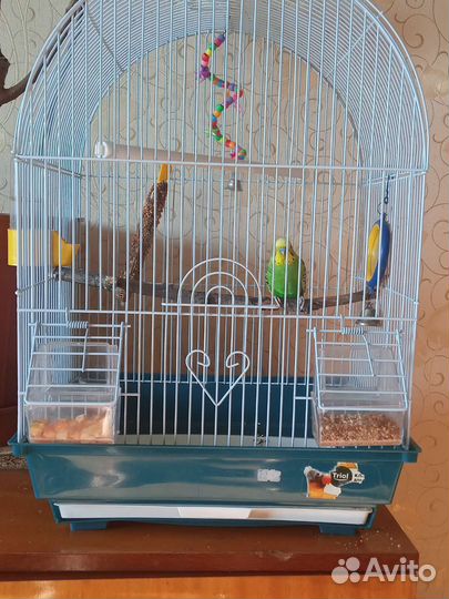 Волнистый попугай