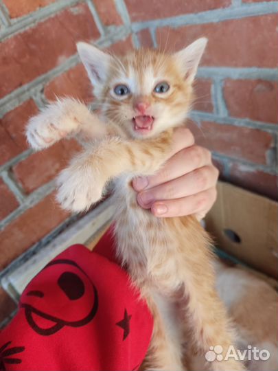Котята рыжие Мальчики больше 1 месяца