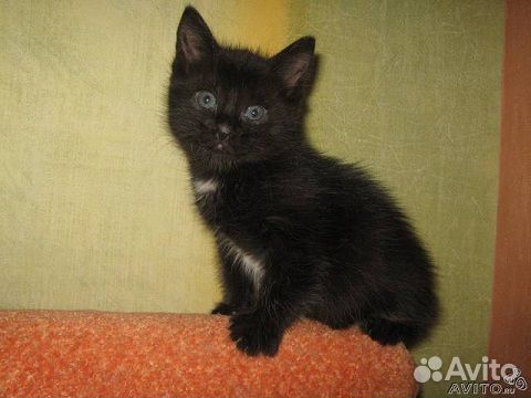 Котёнок-мальчик