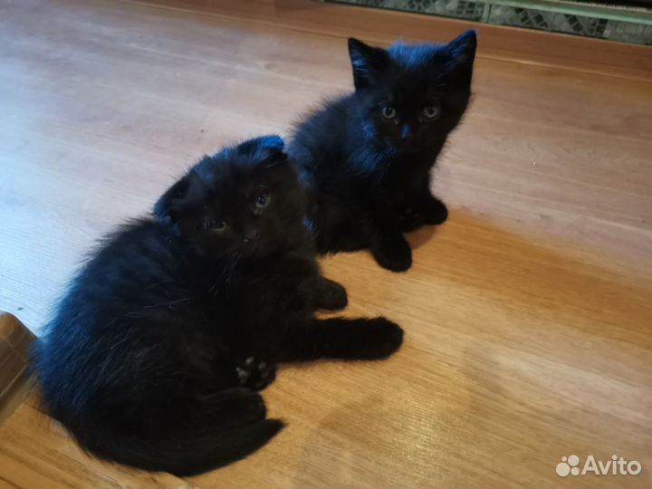 Котята шотландской вислоухой