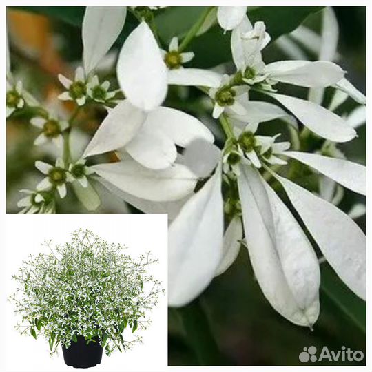 Вегетативные черенки