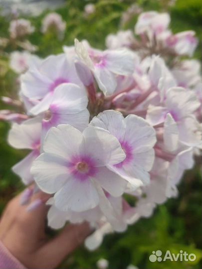 Флокс Свит Саммер