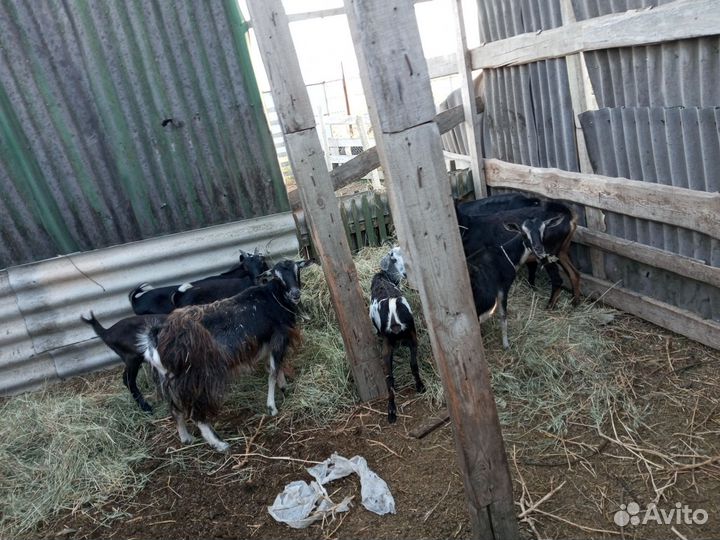 Коза поголовье