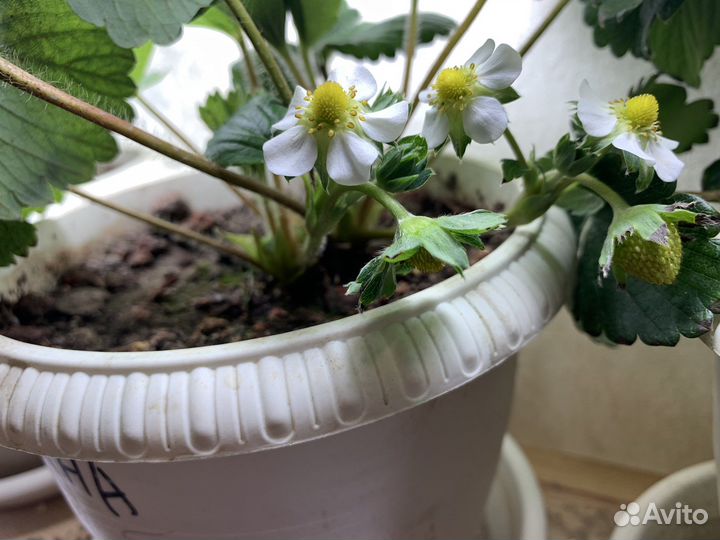 Рассада клубники Мальга