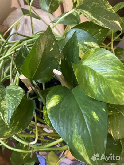 Цветок в горшке