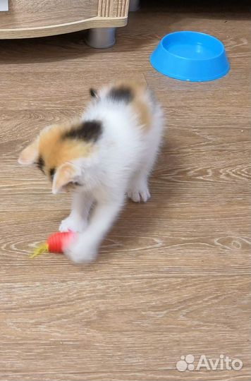Котята в добрые руки даром