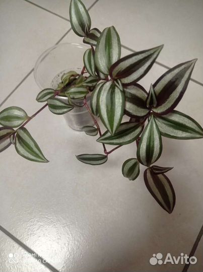 Традесканции