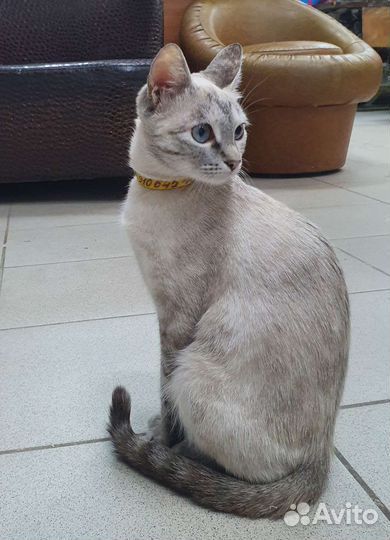 Тайская кошечка