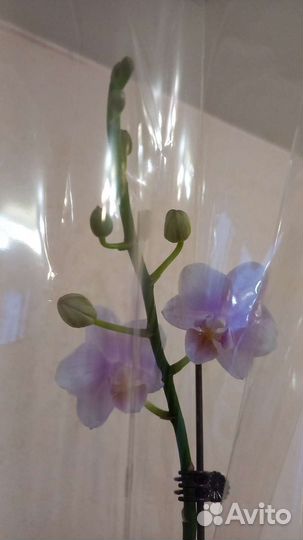 Орхидея фаленопсис