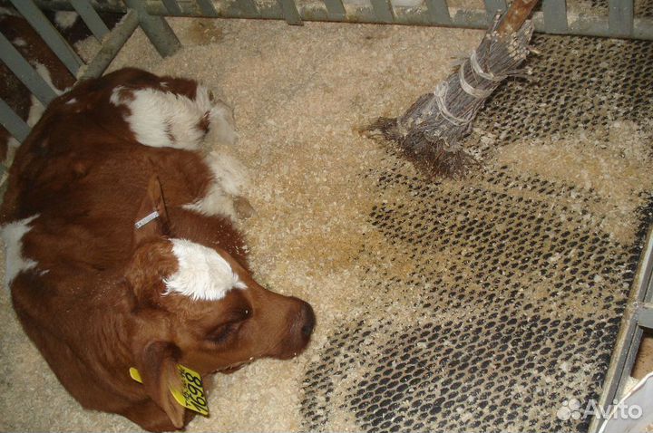 EVA Маты Забота 25мм для крс и лошадей