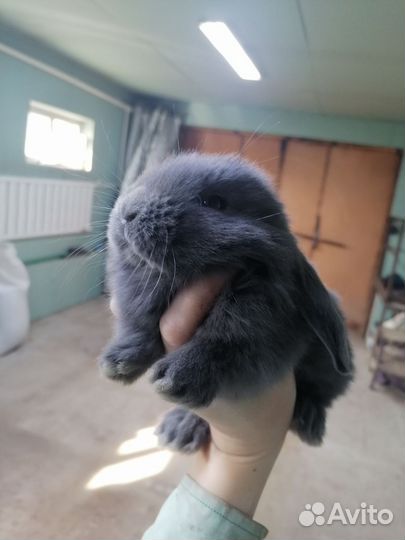 Крольчата французский баран