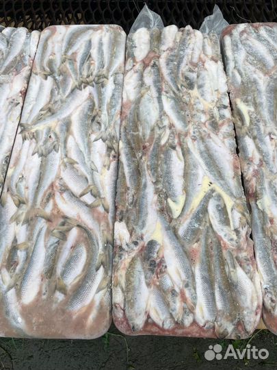 Корюшка свежий вылов