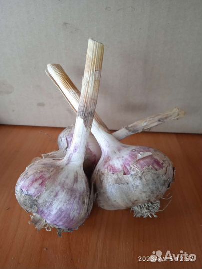 Продается чеснок