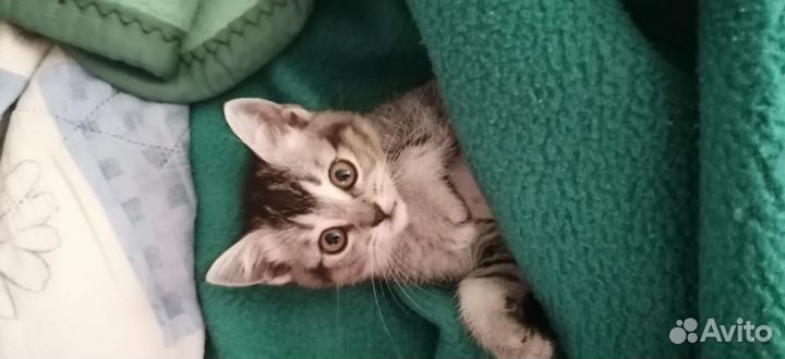 Котенок в добрые руки