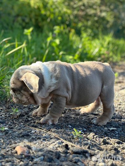 Английский бульдог