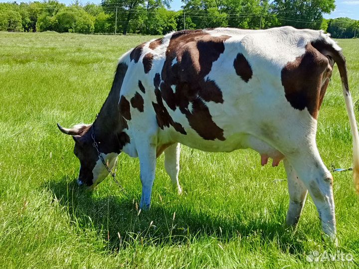 С/х животные коровы