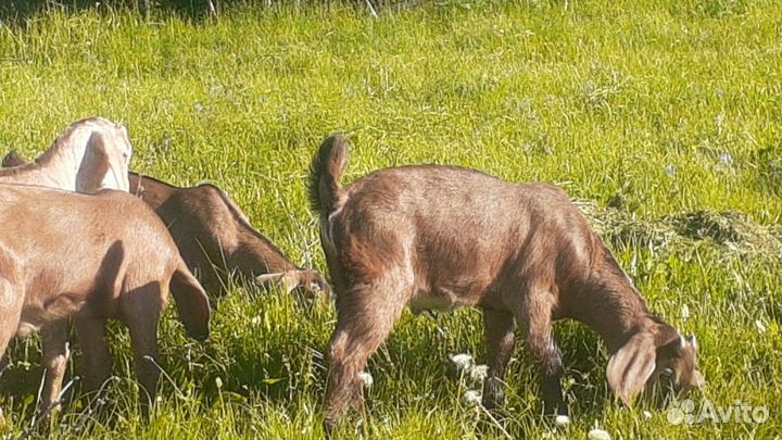 Продам козочек