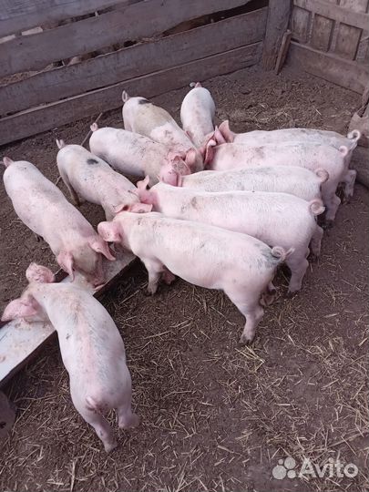 Поросята породы см 1+дюрок