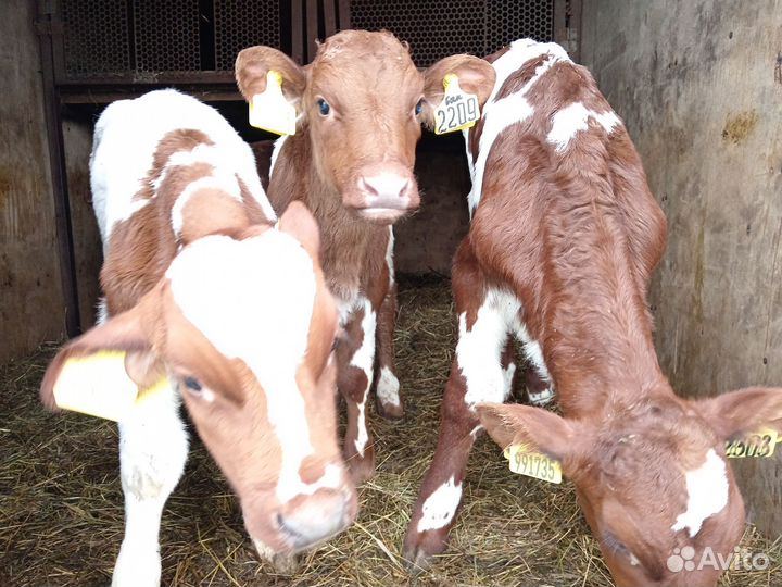 Бычки и телята