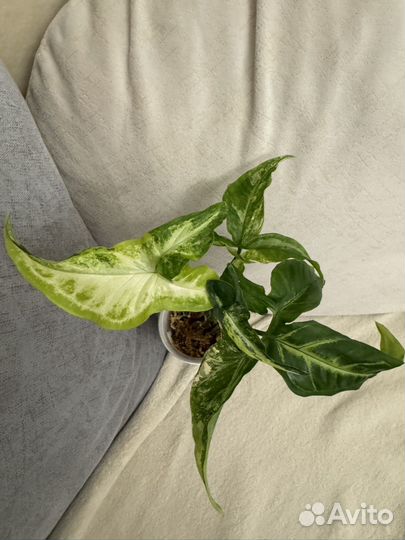 Сингониумы сортовые. Детки